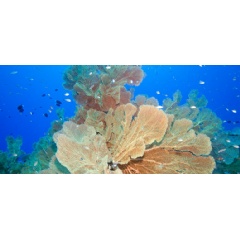 The Chagos Marine Reserve protects the ocean from fishing and other activities. Credit: David Tickler