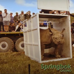 Springbok Casino Unveils “Guardians of Mzansi” Feature to Raise
Awareness of South Africa's Endangered Wildlife