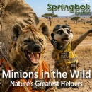 Minions in the Wild: Springbok Casino Celebrates Nature�s Greatest Helpers with 25 Free Spins on Seahorse Surge