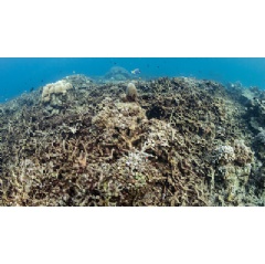 In the Great Barrier Reef, warming sea temperatures are killing marine life and ancient coral structures.