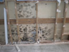 Hidden mould on plasterboard