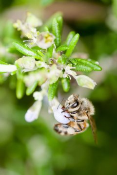 Bee Cause I Care photographic exhibition in Monaco