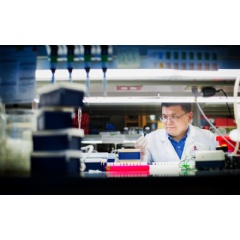 Hongbo Chi, PhD, led the group that showed disrupting either mTORC1 or metabolic activity blocked Th1-like features in Th17 cells in the laboratory as well as neuroinflammation in models.
-Credit: St. Jude Children’s Research Hospital-