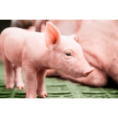 Young piglets need to be protected from coccidiosis and iron deficiency anaemia. -CREDIT: Bayer-