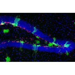 The dentate gyrus of mouse hippocampus at postnatal day 7, blue is nuclei marker, green is progeny of HOPX-expressing progenitor cells, and red is marker of cell proliferation. Credit: Daniel A. Berg and Allison M. Bond