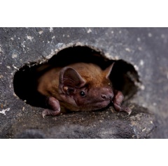 The common noctule is a fast and persistent flyer. On its flights it easily reaches speeds of 50 kilometres per hour.
© Kamran Safi