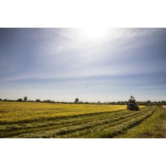 UW researchers found that warmer temperatures, at levels expected under most climate change projections, can lead to higher concentrations of arsenic in rice grains.Mark Stone/University of Washington