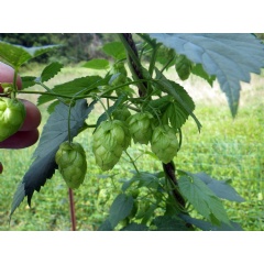 The number of hop farms in a state is related to the number of craft breweries.