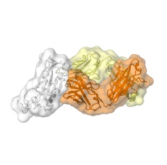 An antibody called CR3022, produced by a patient in response to the coronavirus that causes SARS, also binds to the new coronavirus that causes COVID-19. (Image courtesy of Meng Yuan and Nicholas Wu of the Wilson lab.)