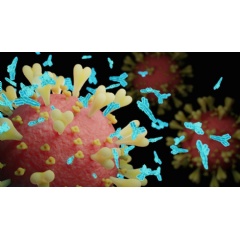 An artist’s rendering of a SARS-CoV-2 virus particle (pink) with spike proteins (yellow) and SARS-CoV-2 antibodies (blue).
Credit: iStock