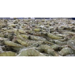 The Nueva Pescanova Group and IBM are working together to trace Nueva Pescanova’s seafood products on the IBM Food Trust platform, a blockchain-based network designed to help ensure...(see complete caption below - Credit: The Nueva Pescanova Group)