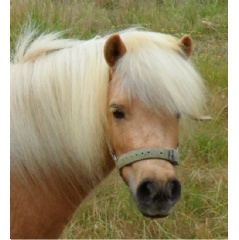 Palomino Miniature Horse “Summer,” provided by Shannon and Lyn Panzo for rehabilitation.