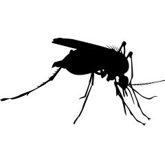 Ross River Virus Hits Victoria