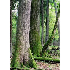 The ancient trees in the Bialowieza Forest date back hundreds of years, some as far back to the reign of Polish King Władysław II Jagiełło in the 14th century
© I. Chojnacki / WWF-Poland