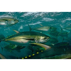� Brian J. Skerry National Geographic Stock WWF