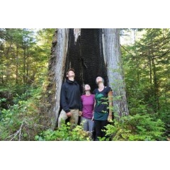 Researchers stand inside a living fire-scarred western redcedar tree. (Photo: Kira Hoffman)