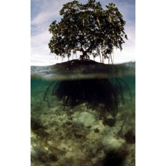 Mangroves build their own environment with its intricate root system that traps sediment.
