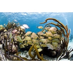 Ambergris caye, Belize, Central America. © Antonio Busiello/WWF-Guatemala