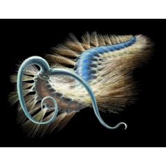 A scientific reconstruction of Kootenayscolex barbarensis as it would have looked in life.  Royal Ontario Museum. Drawing by Danielle Dufault.
