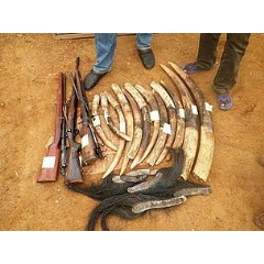 Ivory tusks, elephant tails and weapons seized from poachers who were sentenced to 30 months in prison. © wWF / Messouas Bapen Philisten