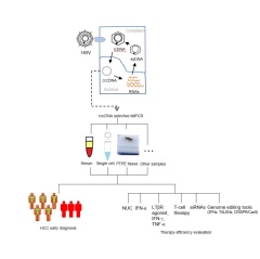 Hepatitis B virus (HBV) closed circular DNA (cccDNA) detection is of major clinical significance. HBV entry into the nucleus of liver cells (hepatocytes) stimulates cccDNA to create HBV RNAs that give rise to virus offspring.