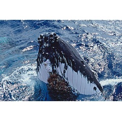 Humpback whales migrate from Antarctica to Tonga every winter to mate and give birth