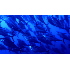 A school of Atlantic bluefin tuna (Thunnus thynnus) during their migration in the Mediterranean Sea. - B. J. Skerry / National Geographic Stock / WWF