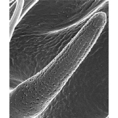 A microscopic image of fruit fly sensilla