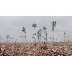 Asia Pulp and Papers wood suppliers are clearing natural forest in the 