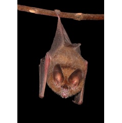 Micronycteris microtis in flightcage
Credit: Inga Geipel