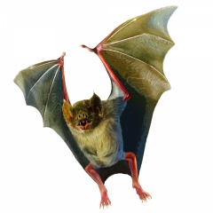Vampire bats (Desmodus rotundus) are the only mammals that survive entirely on blood, emerging at night to feed on their prey. The anticoagulant, or bloodthinner, in their saliva is called “Draculin”—bringing to mind a certain famous bloodsucker.