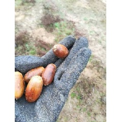 Acorns from old oaks that are remnants of the former impressive forests of Thrace, or the Magna Silva Bulgarica (The Great Bulgarian Forest). © Neli Doncheva