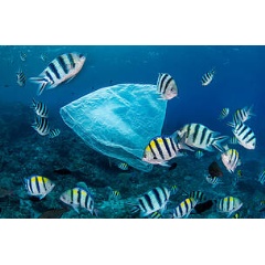 © Magnus Lundgren / Wild Wonders of China / WWF