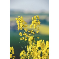 BASF Venture Capital GmbH (BVC) and Amathaon Capital, a venture capital company specializing in AgTech, are investing in the Tübingen-based bioinformatics company Computomics.(See below complete image caption)