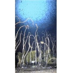 Coral garden on seamount in North Atlantic. Seamounts are oases of the open ocean, rich in marine life, and provide a stop over for migratory species such as whales (complete caption below)