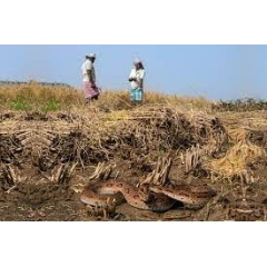 
WHO/Wolfgang W�ster
Close contact between venomous snakes and people during agricultural activities is a leading cause of snakebite envenoming in the South-East Asian region.