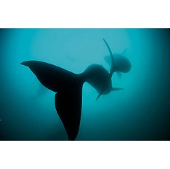 Whales
  Brian J. Skerry / National Geographic Stock / WWF