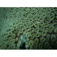 A close-up ofextended polyps of an apparently healthy great star coral colony (Montastraea cavernosa) on a reef near Fort Lauderdale, Florida. (see complete caption below)