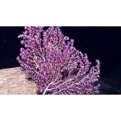 Creature in the deep sea
 NOAA