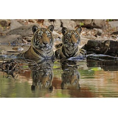 Bengal tiger (Panthera tigris) female ’T19 Krishna’ with juvenile in water, Ranthambhore, India
© naturepl.com / Andy Rouse /WWF