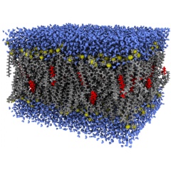 On the new system, research will be conducted, among other things, in the field of atomistic simulation (Source: Research Group Prof. Dr. Martin Brehm, University of Paderborn).