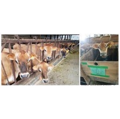 Caption: Spent hemp biomassa common and plentiful by-product of CBD productionis a safe potential feed ingredient for lactating dairy cows (Credit: Massimo Bionaz, PhD).