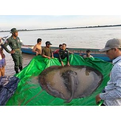 Giant freshwater stingray
© Fishbio