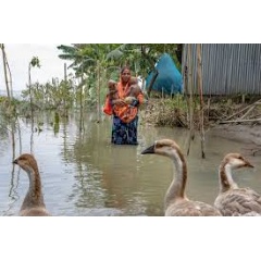 UNICEF/UNI612965/Paulash
Farida Begum, 35, with her twin daughters, Sriti and Asma, aged 1, during the monsoon flood in Kurigram on July 9, 2024.