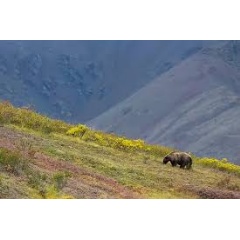 Denali National Park, Alaska. Grizzly Bear (Ursus arctos horribilis)
© Don Getty