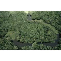 Aerial view of the Varzea flooded forest during the rainy season between the Amazon river and the Rio Negro in Amazonas, Brazil.
© Michel Roggo / WWF-Cano