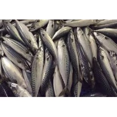 Freshly-caught fish on a production line
© naturepl.com  / Chris Gomersall / WWF