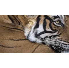 Portrait of a tiger
� Richard Barrett / WWF-UK