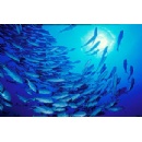 WWF: Historic UN High Seas Treaty is a turning point for ocean protection and restoration