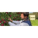 Great UK apple season predicted to follow bumper summer for British fruit
